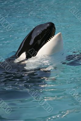 Whale Close UP