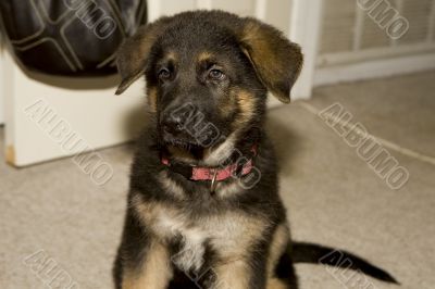 German Shepherd Puppy