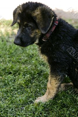 German Shepherd Puppy