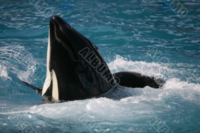 Dancing Whale