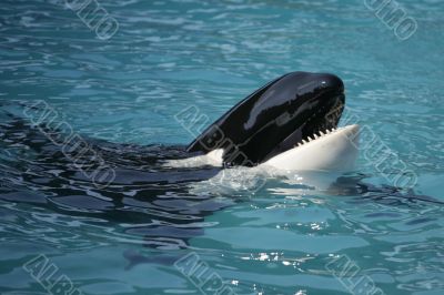 Killer Whale