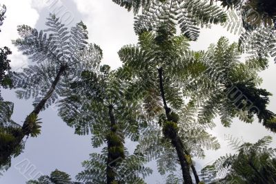 Tree fern