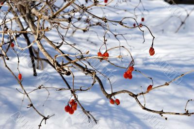 Winter berry