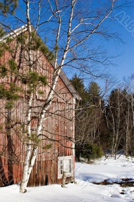 Red barn and birch
