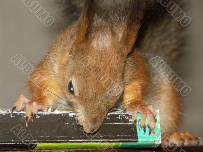 squirrel is nibbling a carrot