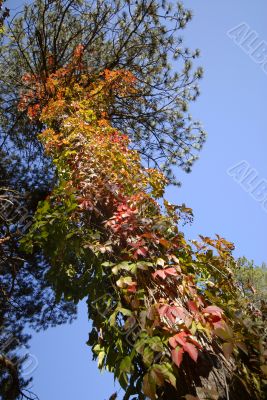 autumn