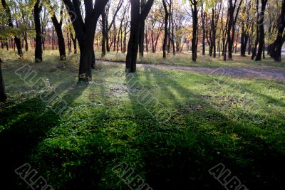 autumn