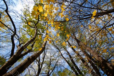 autumn, day