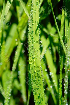 grass