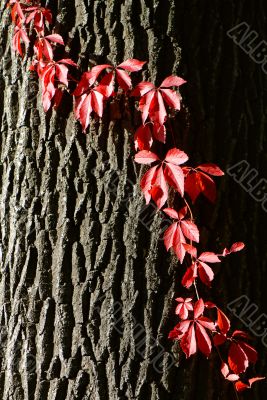 autumn, autumn