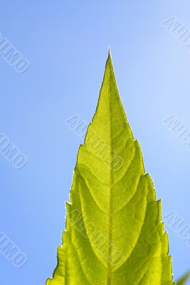 foliage