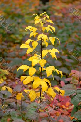 autumn