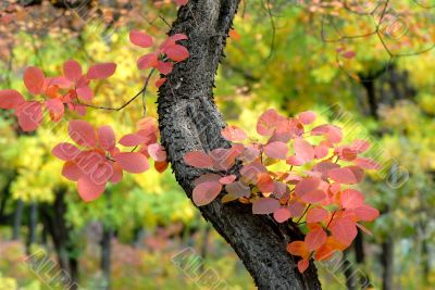 autumn