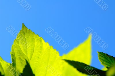 foliage