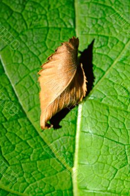 foliage