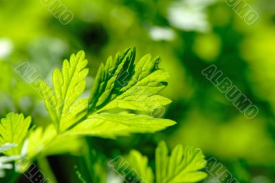 green leaves