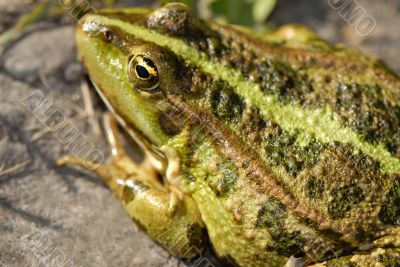 frog, close-up