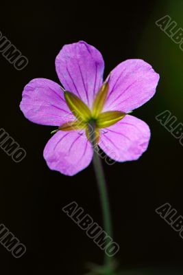 flower, close up