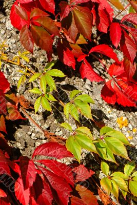 autumn