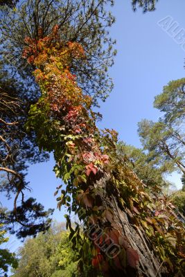 autumn