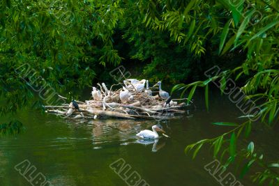 Pelican`s island