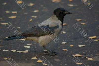 Crow in park