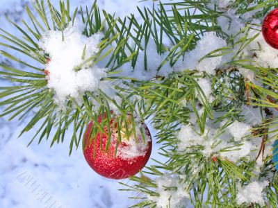 Christmas tree under snow