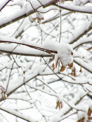 maple in snow