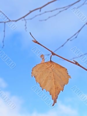 Last leaf