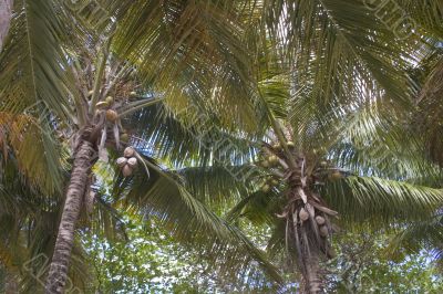 palm trees