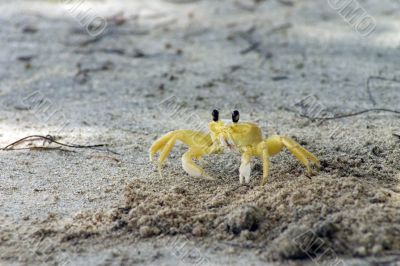 crab