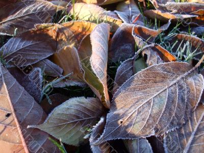 white frost