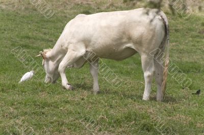 cow and bird