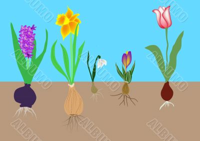 flower bulbs