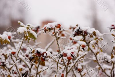 between autumn and winter