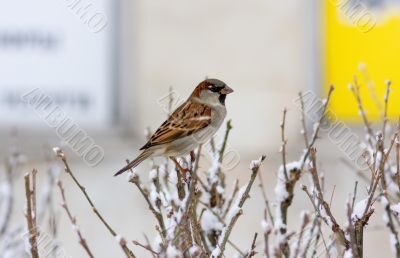 Sparrow