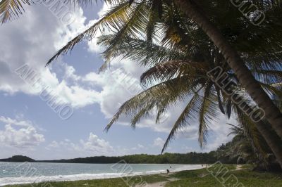 tropical beach