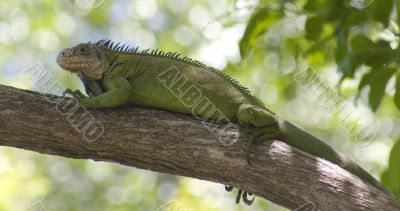 iguana