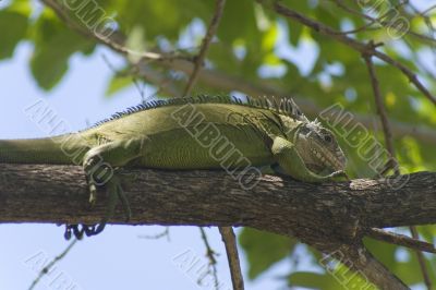 iguana