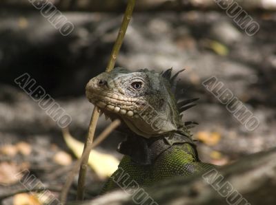 head of iguana