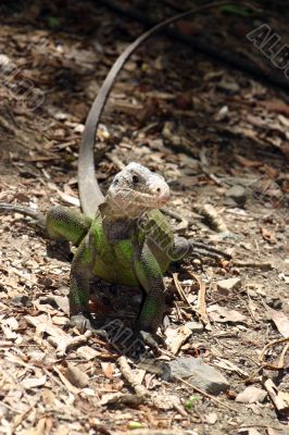 green iguana