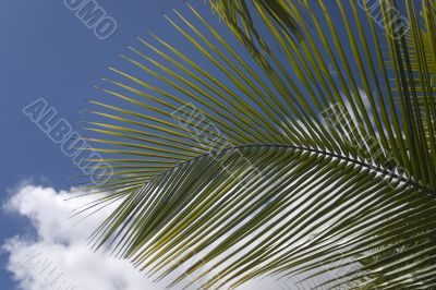 palm