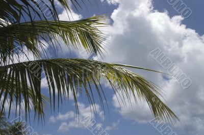 palm