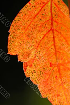 foliage