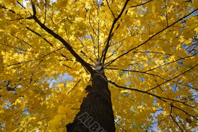 autumn