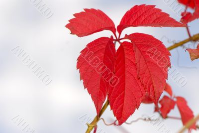 foliage