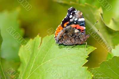 butterfly