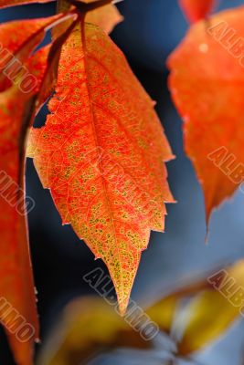 foliage