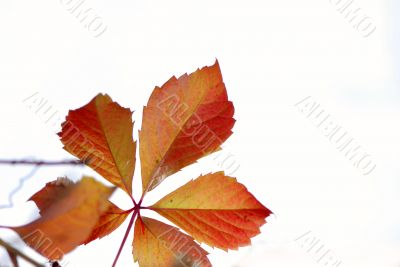 foliage