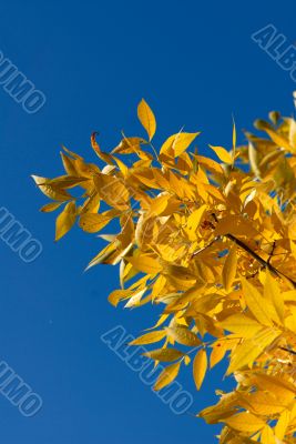 autumn
